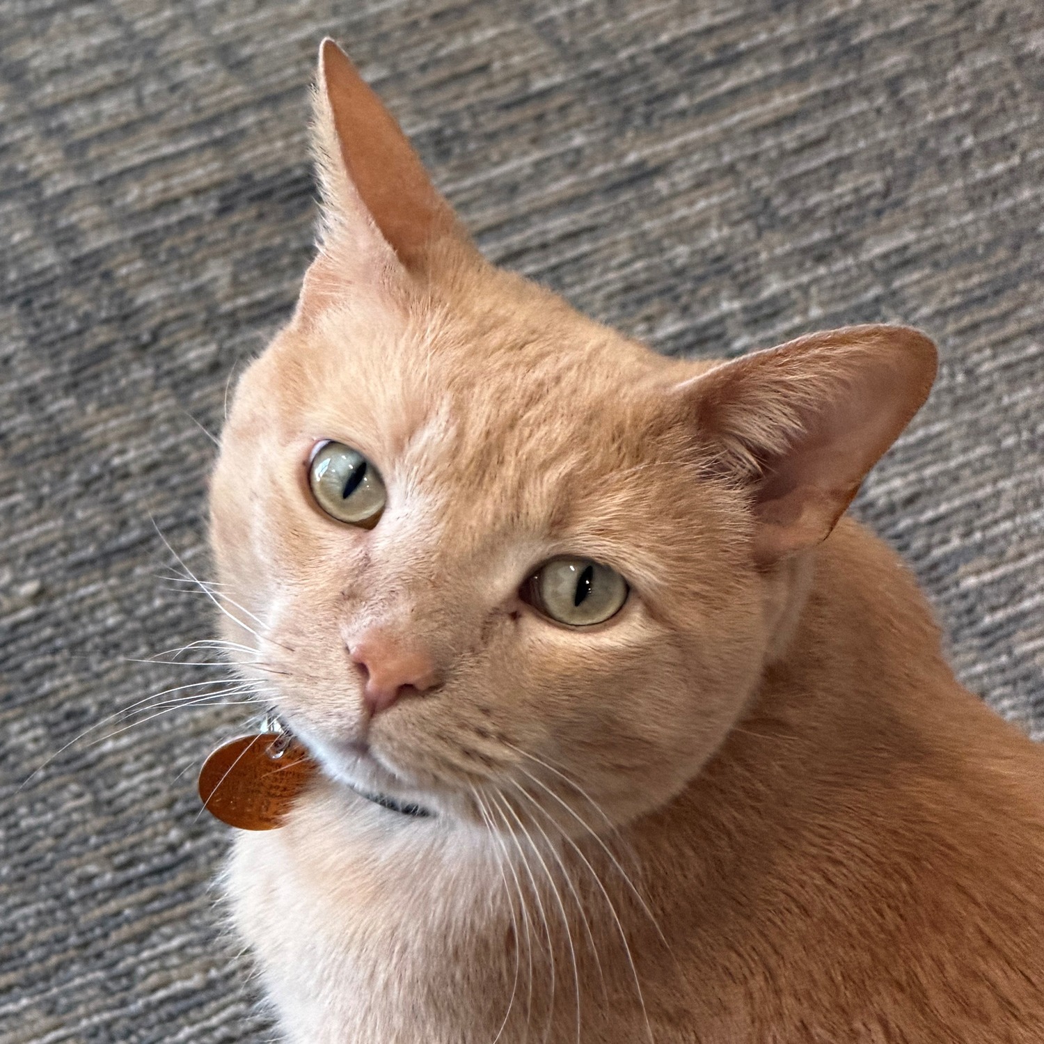 ZIGGY Portrait of HRTLND's director of naps and security, a cat named Ziggy